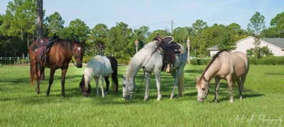 Horses That Help logo